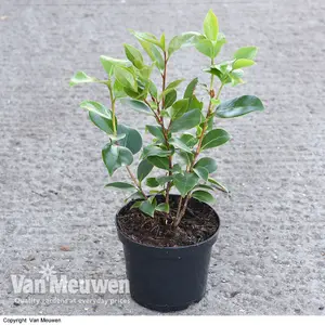 Camellia Tricolour 15cm Pot x 2