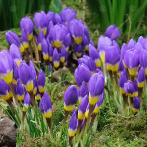 Crocus Sieberi Tricolour Flowering Bulbs (1000 Pack)