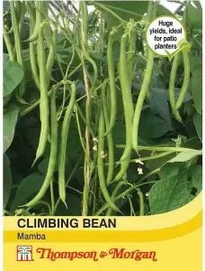 Bean Climbing Mamba 1 Seed Packet (45 Seeds)