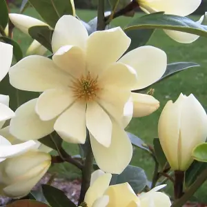 Fairy Magnolia Cream Outdoor Shrub Plant Magnolia Flowering Bush 3L Pot 30cm