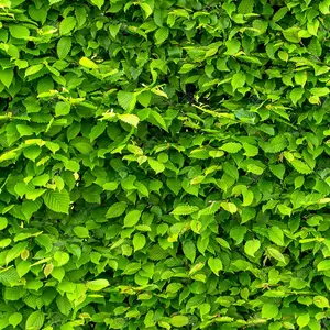 Carpinus Betulus 'Hornbeam' Bare Root Hedge Hedging Tree Plants (3-4ft, 5 Plants)