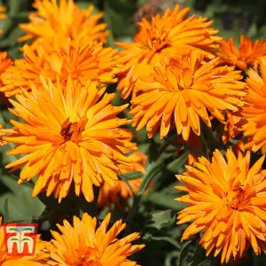 Calendula officinalis Calexis Orange 1 Seed Packet (50 Seeds)