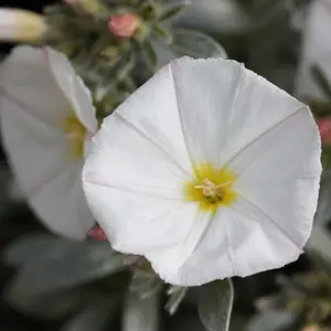 Convolvulus Outdoor Shrub Plant Convolvulus Cneorum Garden Plants 2L Pot