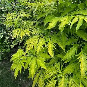 Sambucus Sutherland Gold Established Plant in a 3L Pot