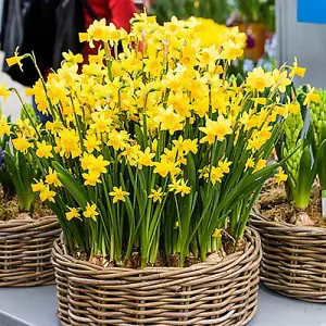 25 x Tete a Tete daffodil Bulbs - Dwarf Daffodil Bulbs - Narcissus Bulbs - Spring Bulbs for Planting Now