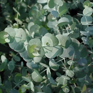 3 x Eucalyptus cinerea 'Silver Dollar' in 9cm Pot - Evergreen Shrub - Cider Gum Tree