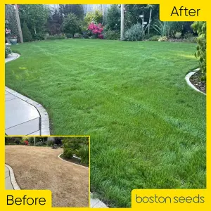 Boston Seeds BS Premier Lawn Grass Seed (5 x 20kg)