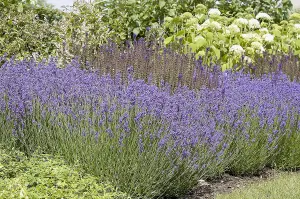 Lavender Hidcote 3 Litre Potted Plant x 1