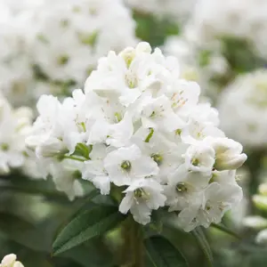 Rhododendron Arctic (15-25cm Height Including Pot) Garden Plant - Compact Shrub, Stunning Blooms