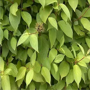 1-2ft Native Hedging Dogwood (Cornus Sanguinea) Bare Root Hedging Plants Tree Whips - Pack of 10