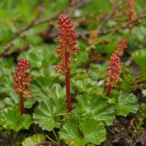 2 x Gunnera magellanica in 9cm Pots - Moisture Loving Herbaceous Perennials - UK Hardy