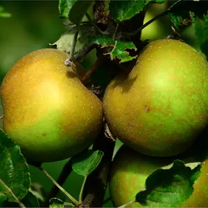 'Egremont Russet' Apple Tree 4-5ft Self-Fertile, Ready to Fruit, Hardy & Vigorous 3FATPIGS