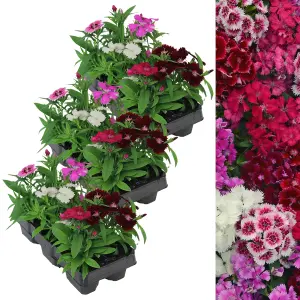 18 x Dianthus Carnation Festival Mixed Pack - Colourful Flowers - Bedding Plants - Ideal for Pots, Containers & Beds in UK Gardens