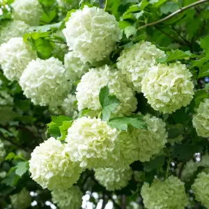 Viburnum Roseum Garden Plant - White Spherical Blooms, Compact Size (20-30cm Height Including Pot)