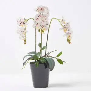 Homescapes White Orchid 56 cm Phalaenopsis in Ceramic Pot