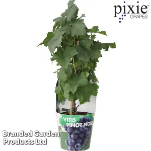 Grape Vine - Vitis vinifera Pixie Pinot Noir 14cm Potted Plant x 1