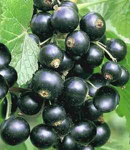 5 Titania Blackcurrant Bush Plants, Multi-stemmed, Tasty Fruit & Heavy Crop 3FATPIGS