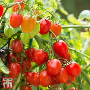 Tomato Romello F1 1 Seed Packet  (6 Seeds)