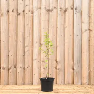 Hawthorn 40cm Height Native Hedge Plant Pack of 12