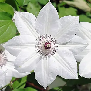 Clematis Snow Queen 2 Litre Potted Plant x 1