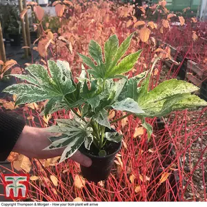 Fatsia japonica Spider's Web 9cm Pot x 2