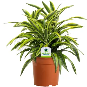 Dracaena 'Surprise' - Elegant Indoor Plant with Variegated Leaves, Air Purifying, Perfect for Low Light Areas (12cm)