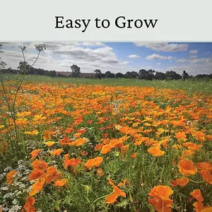 California Poppy Flower Seeds Orange 20g