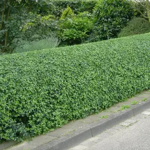 Ligustrum Ovalifolium 'Green Privet' Bare Root Hedge Hedging Tree Plants (3-4ft, 25 Plants)