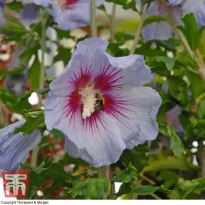 Hibiscus Syriacus Marina (O. bleu) 3.6 Litre Potted Plant x 1