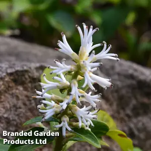 Pachysandra Terminalis 9cm Potted Plant x 2