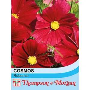 Cosmos bipinnatus 'Rubenza' - 1 Seed Packet (60 Seeds)