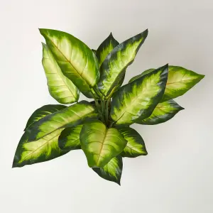 Homescapes Dieffenbachia Dumb Cane Plant in Pot, 50 cm Tall