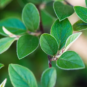 Hedges Direct Franchet's Cotoneaster 60cm Height Evergreen Hedge Plant