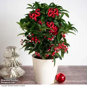 Gift Ardisia crenata Queen Star 12cm Pot x 1