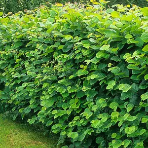 Hazel Hedge Corylus avellana Set of 10 Bare Root Hedges 40-60cm Tall