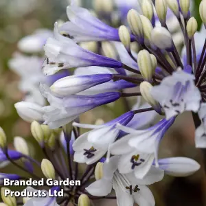 Agapanthus Ever Sparkle 9cm Potted Plant x 1