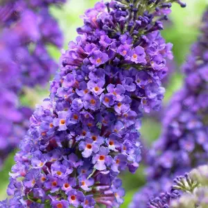 Buddleia Empire Blue - Outdoor Flowering Shrub, Ideal for UK Gardens, Compact Size (15-30cm Height Including Pot)