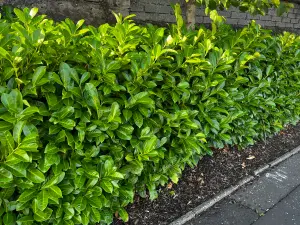 20 Cherry Laurel Fast Growing Evergreen Hedging Plants 20-30cm Tall Potted