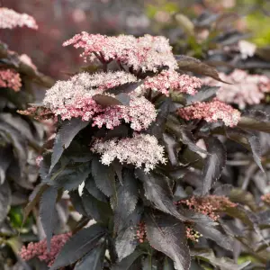 Sambucus Black Tower Garden Plant - Striking Black Foliage, Compact Size (10-30cm Height Including Pot)