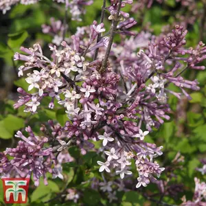 Dwarf Lilac Standard Potted Plant in 2 Litre Potted Plant x 2 - Fragrant Blooms - Perfect for Pollinators