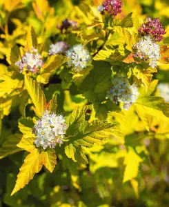 Physocarpus opulifolius Raspberry Lemonade - All year interest and great Autumn colour - supplied in a 9cm pot