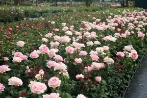 Pink Rose Bush - Souvenir de Baden Baden