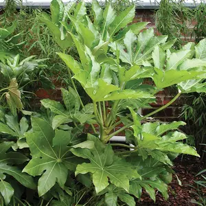 Fatsia Japonica (Japanese Aralia), Castor Oil Plant, Garden Ready, 40cm Tall in a 17cm Pot, Evergreen, Easy to Care for, Shade Lov