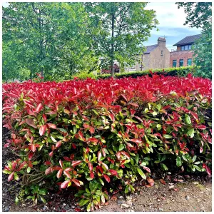 10 Photinia Red Robin Hedging Plants 40-60cm Bushy Evergreen Hedge Shrubs 3fatpigs