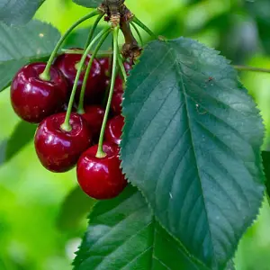 Sweet Cherry 'Regina' Patio Fruit Tree in a 5L Pot 90-110cm Tall