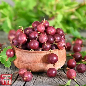 Gooseberry (Ribes uva-crispa) Giggles Red 9cm Potted Plantted Plant x 1