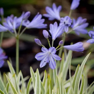 Agapanthus Golden Drop Established Plant in 9cm Pot