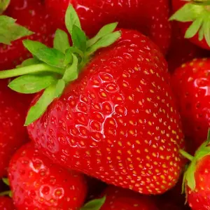 Strawberry Hapil Bare Root - Grow Your Own Bareroot, Fresh Fruit Plants, Ideal for UK Gardens (10 Pack)