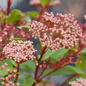 Viburnum Tinus Spirit (Laurustinus Viburnum) 3.6 Litre Potted Plant x 1