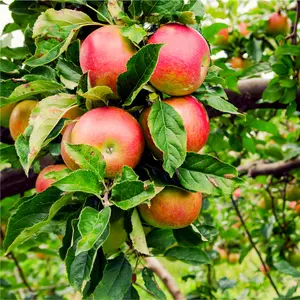 Dwarf Patio 'Beauty Of Bath' Apple Tree, Ready to Fruit Mild,Sharp & Sweet Tasting 3FATPIGS